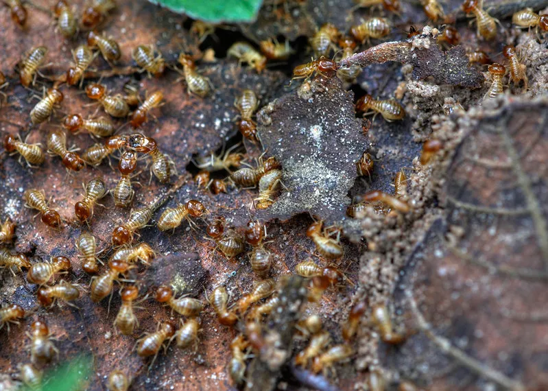 These are termites.