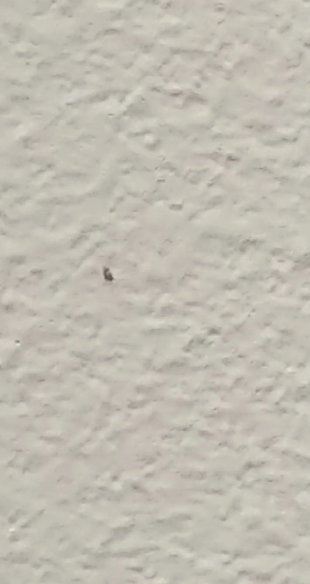 A very blurry picture of the little insect, but you get the idea.