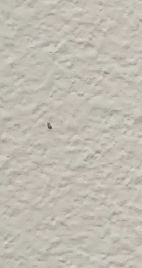 A very blurry picture of the little insect, but you get the idea.